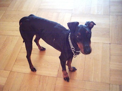 Anklicken zum Vergrern